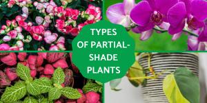 The Best Partial-Shade Plants