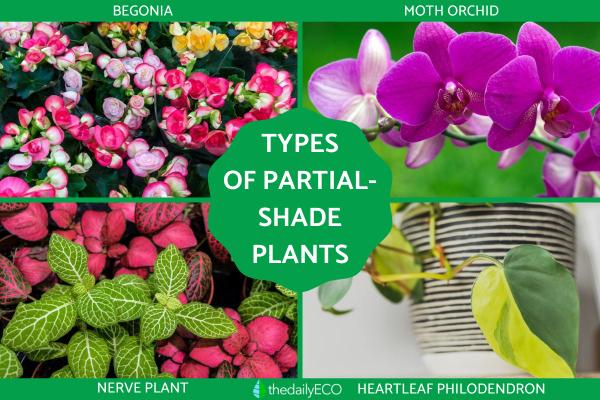 The Best Partial-Shade Plants