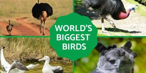 The Biggest Birds in the World