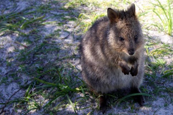What Are Quokkas? - Meet the Happiest Animal in the World - The conservation status of the quokka