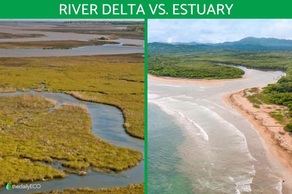 The Difference Between a Delta and an Estuary