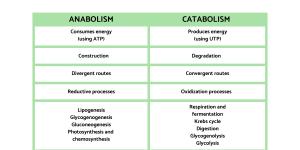 The Difference Between Anabolism and Catabolism