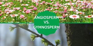 The Difference Between Angiosperm and Gymnosperm Plants
