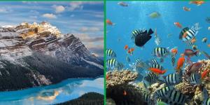 The Difference Between Biome vs. Ecosystem