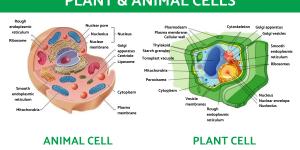 The Differences Between Animal and Plant Cells