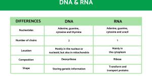 The Differences Between DNA and RNA