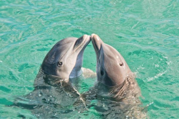 Are Dolphins Dangerous to Humans? - The duality of intelligence