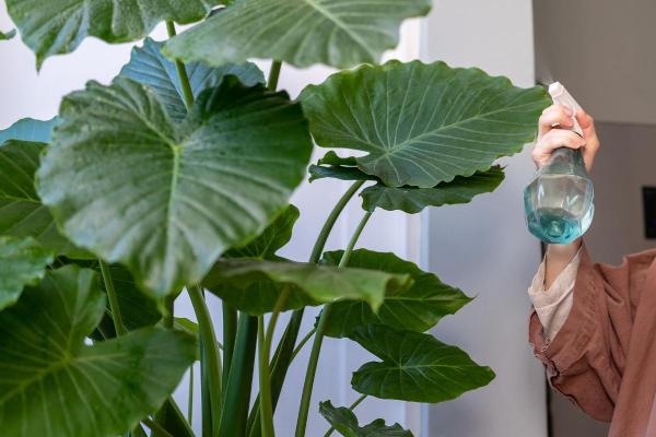 Large and Hardy Indoor Plants - The giant taro (Alocasia macrorrhiza)