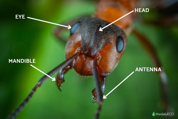 Anatomy of an Ant - Ant Body Parts - The head of an ant