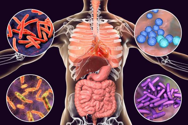 Types of Microbiome - Definition and Examples - The human microbiome