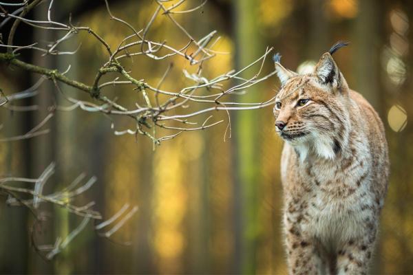 Iberian Lynx Facts - The Iberian lynx went from being classified as 'Endangered' to 'Vulnerable'
