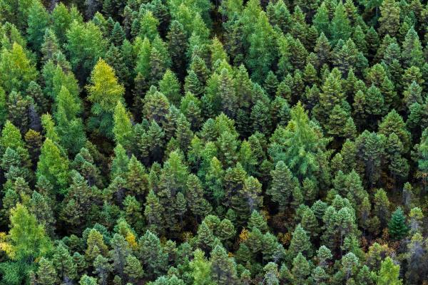 Where and How Plants Breathe - The importance of plant breathing for the ecosystem