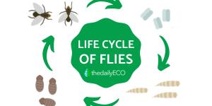 The Life Cycle of Flies - How Long Do Flies Live?