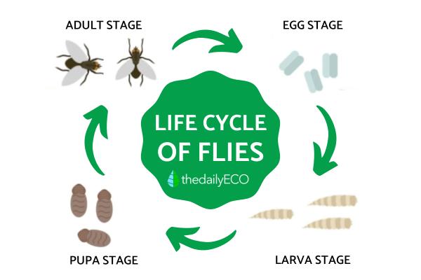 The Life Cycle of Flies - How Long Do Flies Live?