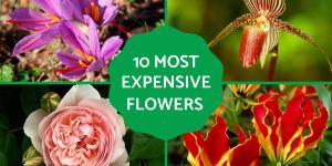 The Most Expensive Flowers in the World