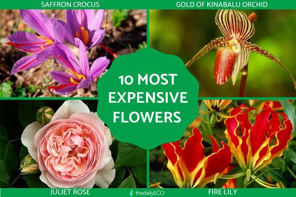 The Most Expensive Flowers in the World