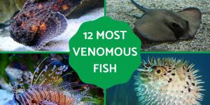 The Most Venomous Fish Types