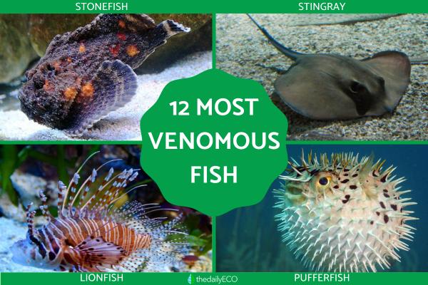 The Most Venomous Fish Types