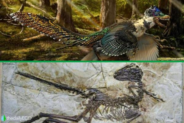 Is a Chicken a Dinosaur? - The origin of birds