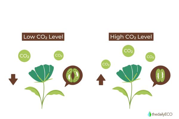 Where and How Plants Breathe - The process of gas exchange in plants