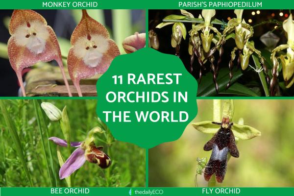 The Rarest Orchids in the World