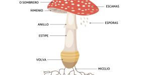The Structure of Fungi