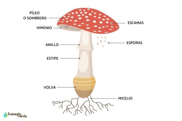 The Structure of Fungi