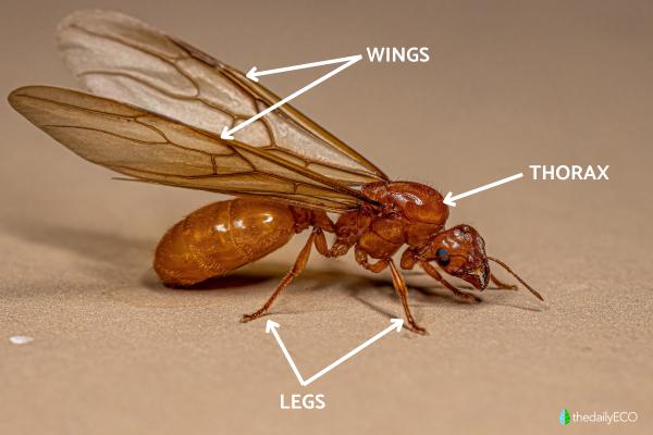 Anatomy of an Ant - Ant Body Parts - The thorax of an ant