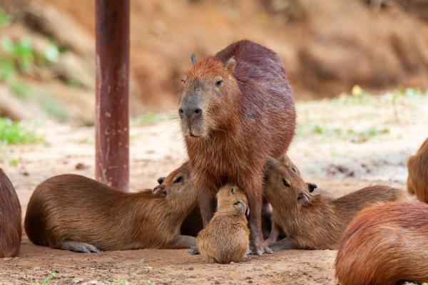 Fun Facts About Capybaras - Their babies are unique when they are born