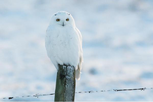 10 Fun and Weird Facts About Owls - Their specialized feathers enable silent flight