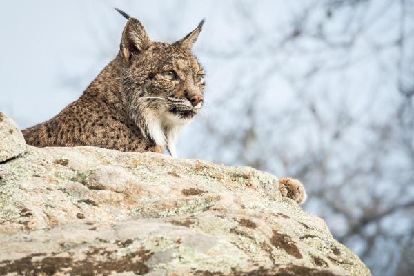 Iberian Lynx Facts - There is a ray of hope for the Iberian lynx