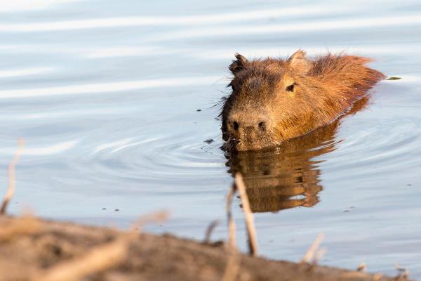 Fun Facts About Capybaras - They are adapted to a semi-aquatic life