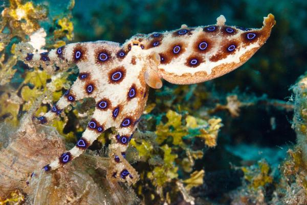 Fun Facts About Octopuses You Didn’t Know - They are all venomous