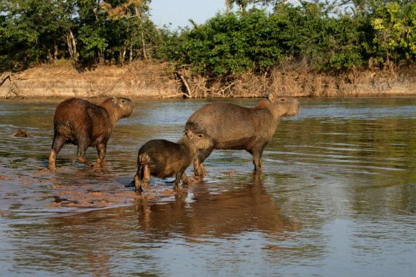 Fun Facts About Capybaras - They are endemic to South America