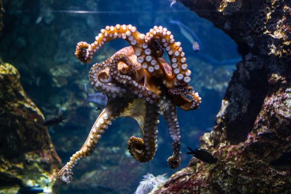 Fun Facts About Octopuses You Didn’t Know - They are highly intelligent tool users