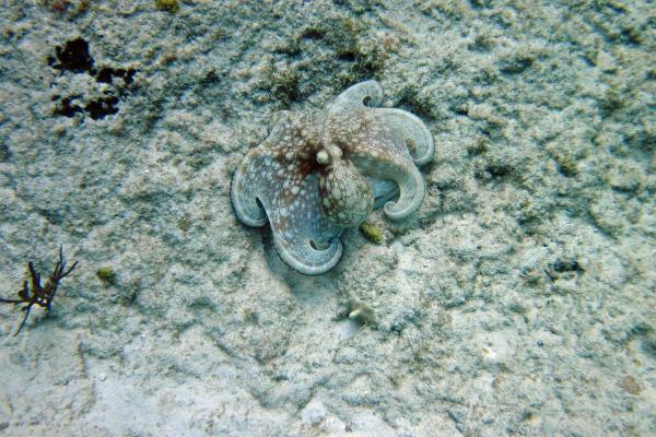 Fun Facts About Octopuses You Didn’t Know - They are masters of camouflage