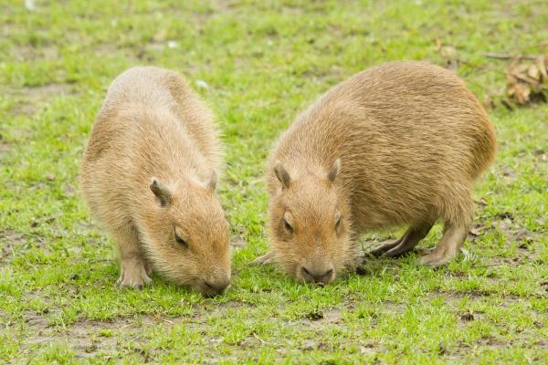 Fun Facts About Capybaras - They are selective herbivores with specialized teeth