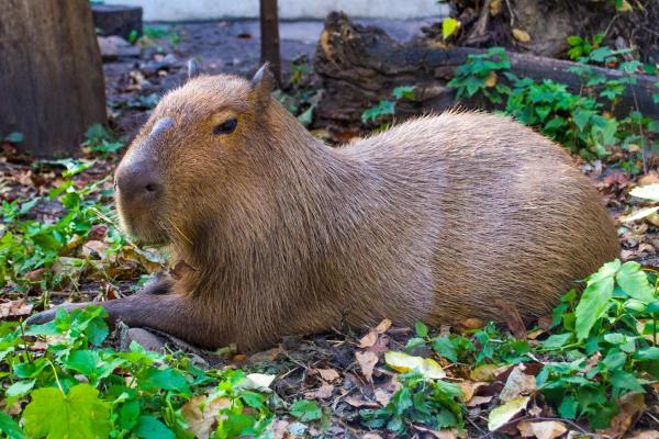 Fun Facts About Capybaras - They are the largest rodents in the world