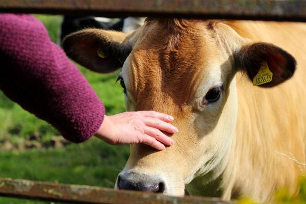 Surprising Facts About Cows - They can form bonds with people
