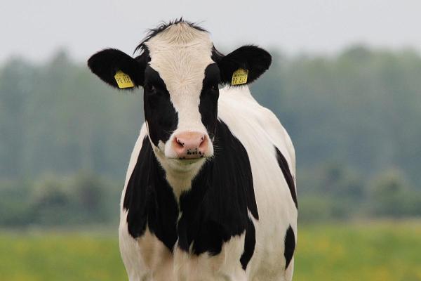 Surprising Facts About Cows - They can see behind their backs