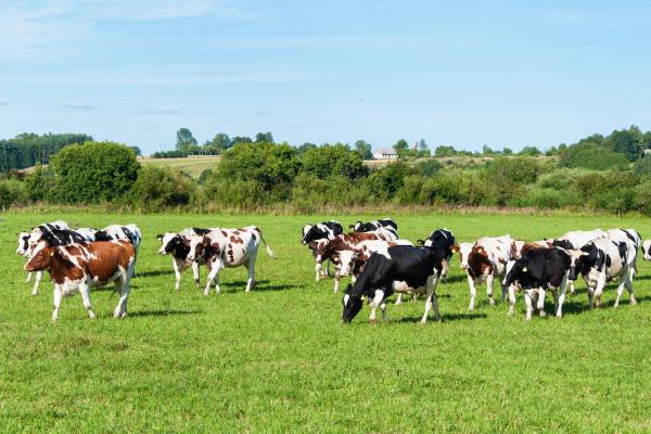 Surprising Facts About Cows - They form best friends