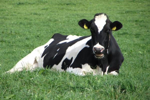 Surprising Facts About Cows - They have happy and sad calls