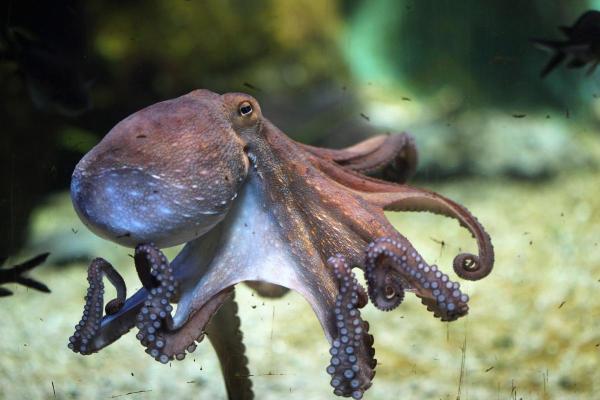 Fun Facts About Octopuses You Didn’t Know - They have three hearts and blue blood