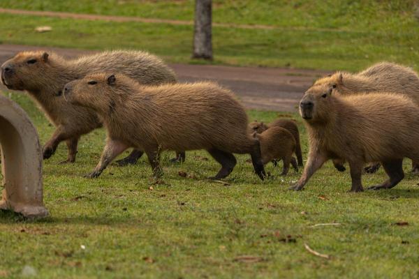 Fun Facts About Capybaras - They live in very stable gregarious groups