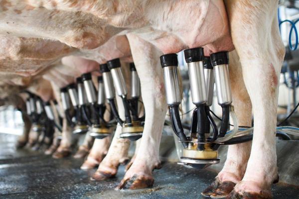 Surprising Facts About Cows - They’re bred for maximum production