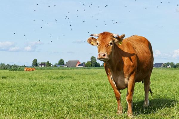 Surprising Facts About Cows - They recognize familiar faces