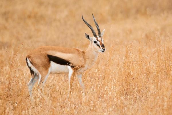 Different Gazelle Species - Thomson's gazelle (Eudorcas thomsonii)