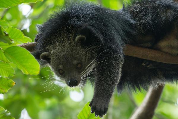 What Is a Binturong? - Threats and conservation of the binturong