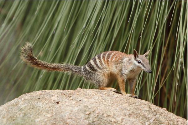 What Is a Numbat Animal? - Threats and conservation of the numbat
