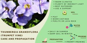 Thunbergia Grandiflora Care and Propagation